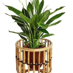 Handcrafted Cane & Bamboo Plant Stand 31.75×31.75×34.93 cm | Natural Décor for Living Room & Balcony