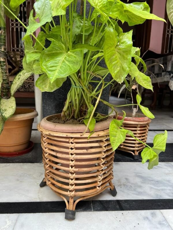 71lQOC4GwnL._SL1024_