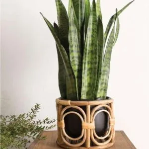 Handwoven Decorative Cane Table Planter Holder – Perfect for Indoor, Balcony, Office, Home & Gifting (pack of 2)