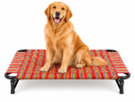 dogbigsize